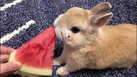 娱乐吃瓜兔子视频大全,盘点热门视频大全