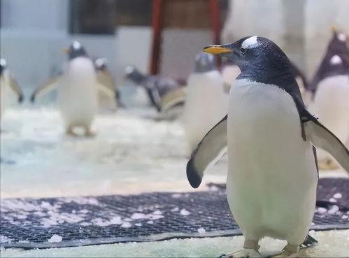 网红爆料企鹅事件视频在线观看,企鹅事件视频在线观看，真相令人震惊！  第3张